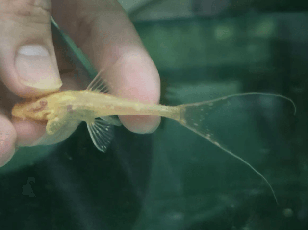 Pleco albino adonis 5-6cm