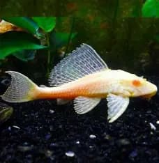 Pleco albino sailfin 5cm