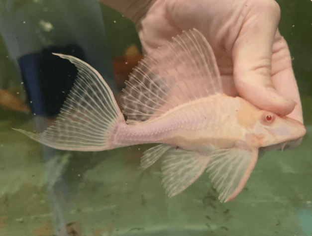 Pleco shortbody albino sailfin 10-12cm