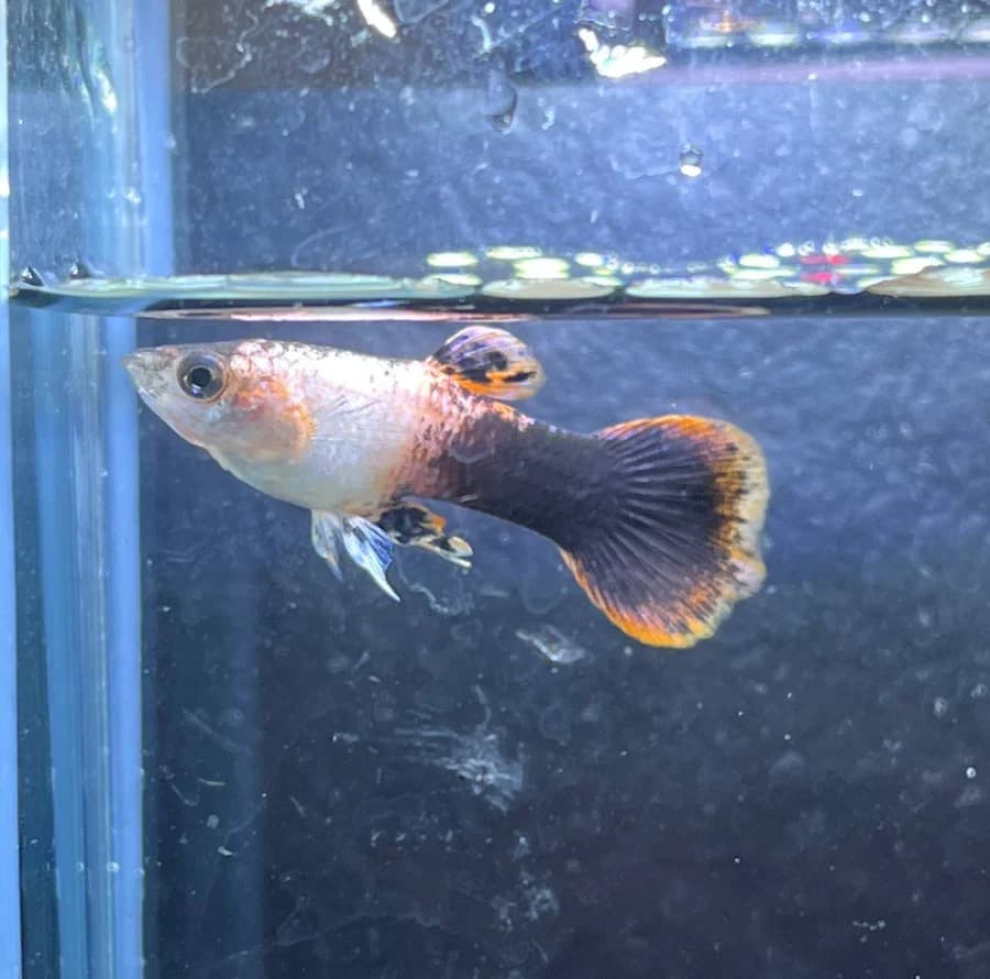 Poecilia Reticulata 'Pink Tuxedo