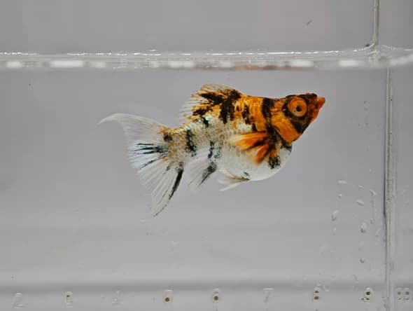 Poecilia Sphenops "Balloon"