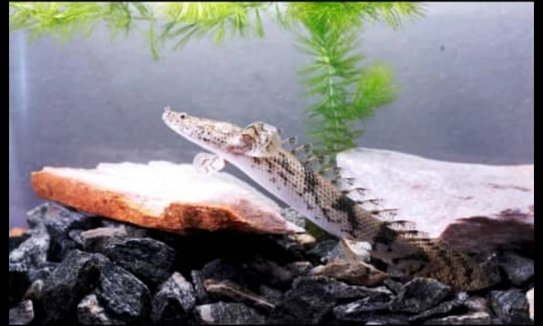 Polypterus bichir - Delhezi