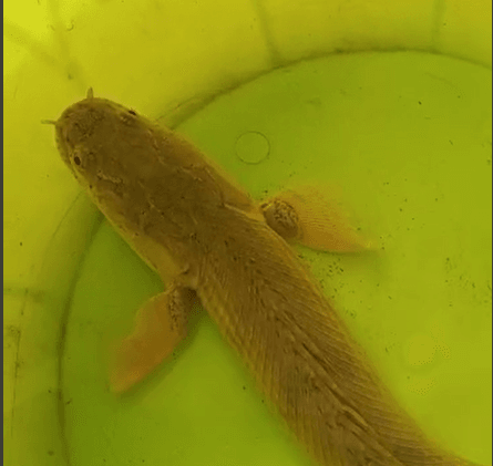 Polypterus bichir