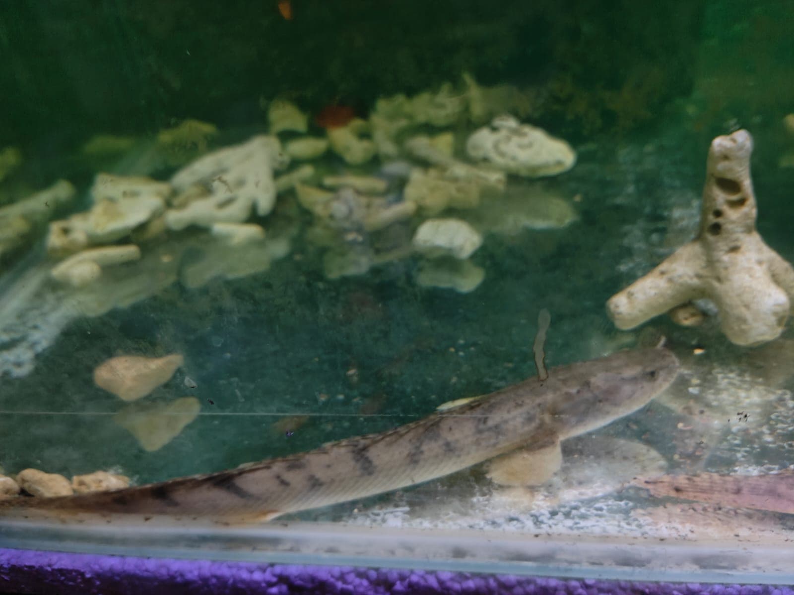 Polypterus congicus (25cm up) Bichir