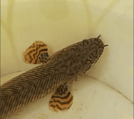 Polypterus ornatipinis