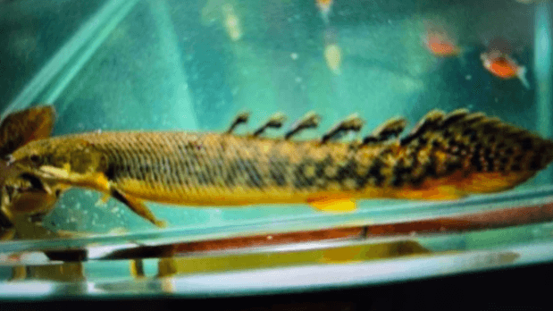Polypterus palmas bichir 20-25cm