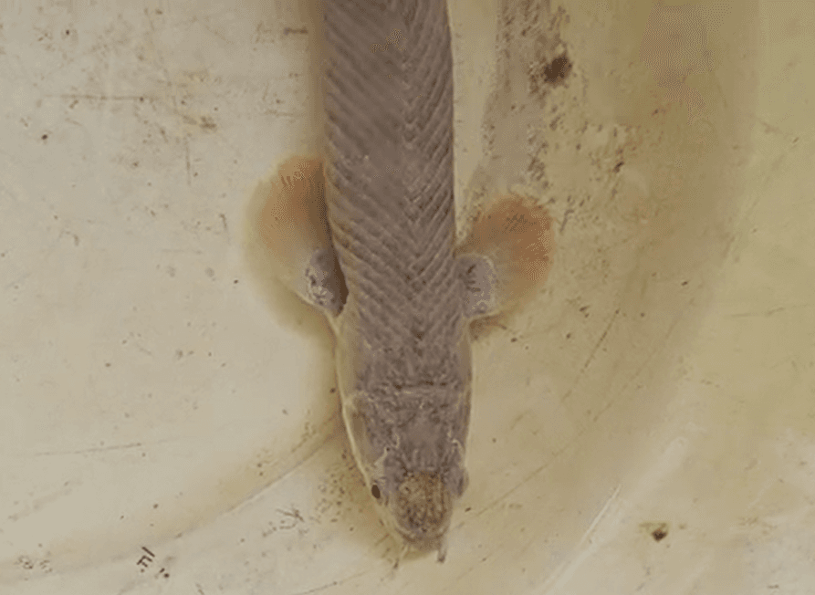Polypterus palmas