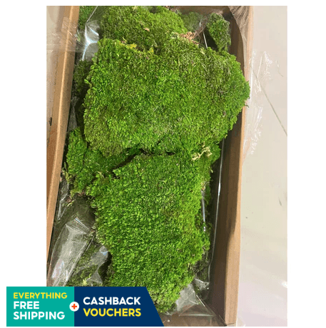 Preserved moss high quality holland moss