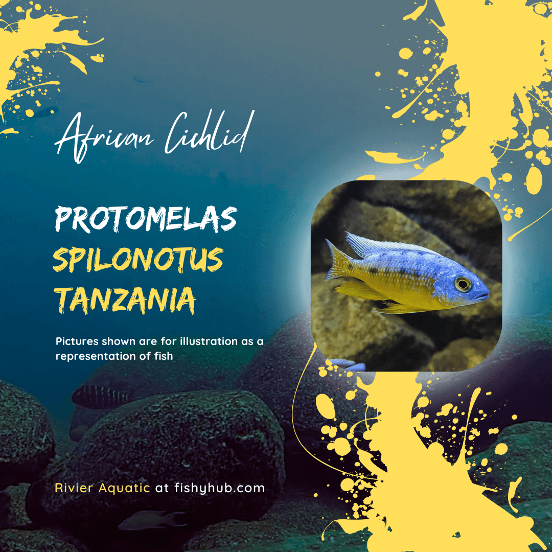 Insignis Cichlid (Protomelas Spilonotus Tanzania)