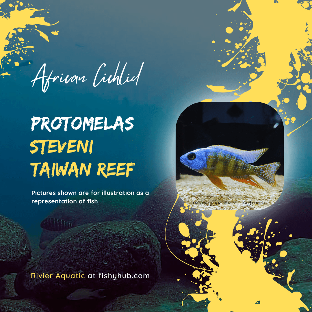 Taiwan Reef Cichlid (Protomelas sp. Steveni Taiwan)