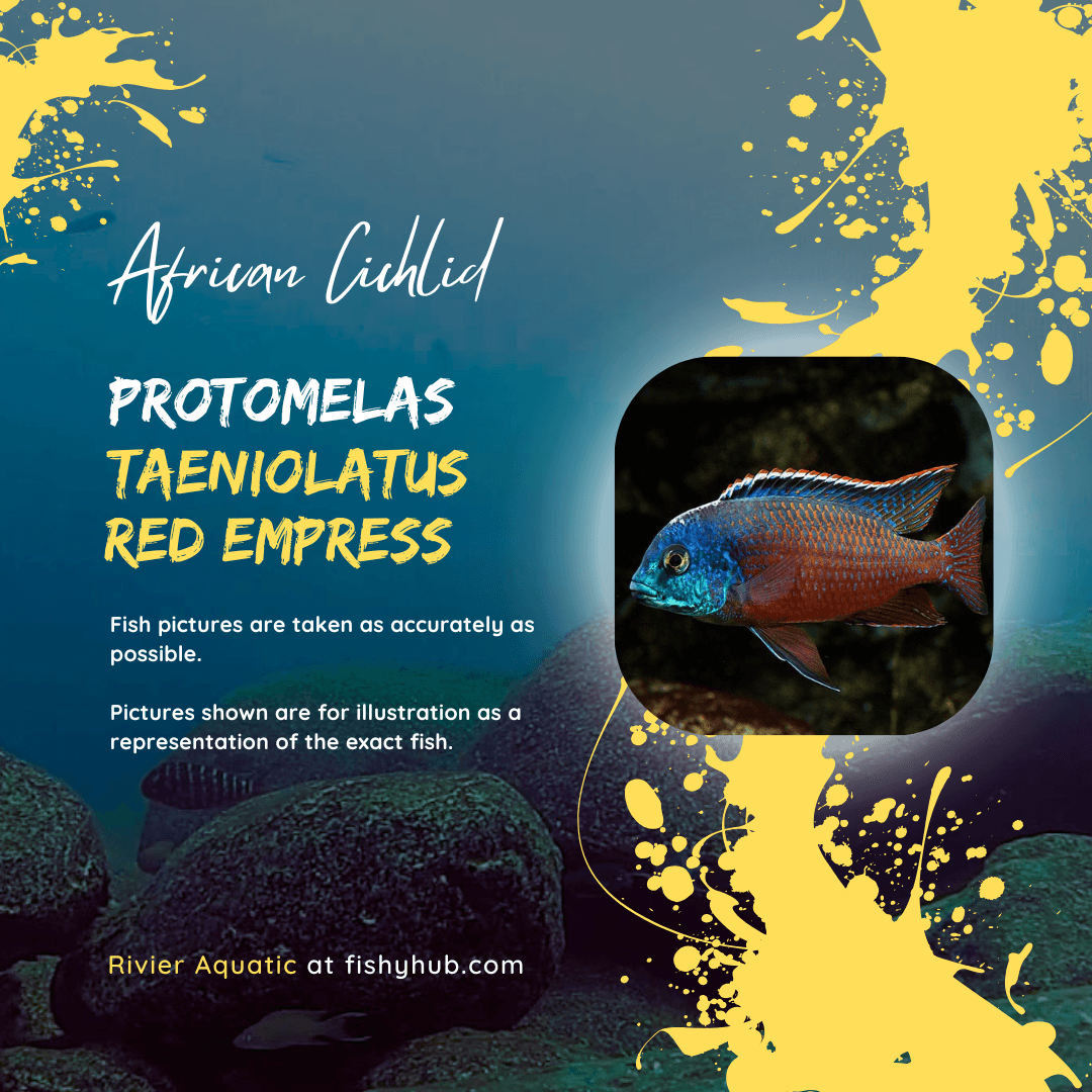 Red Empress Cichlid (Protomelas Taeniolatus)