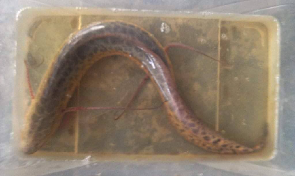 Protopterus aethiopicus