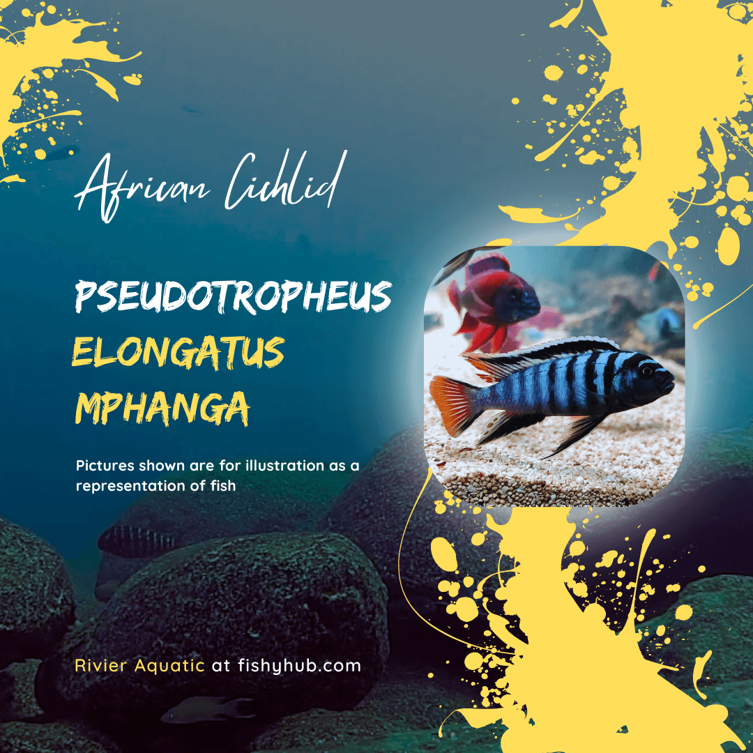 Mpanga Cichlid (Pseudotropheus Elongatus Mphanga)