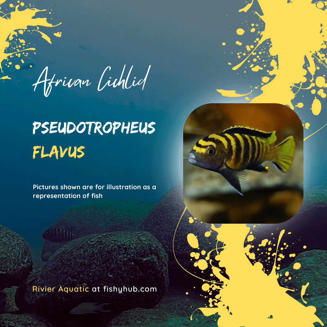 Dinghani Cichlid (Pseudotropheus Flavus)