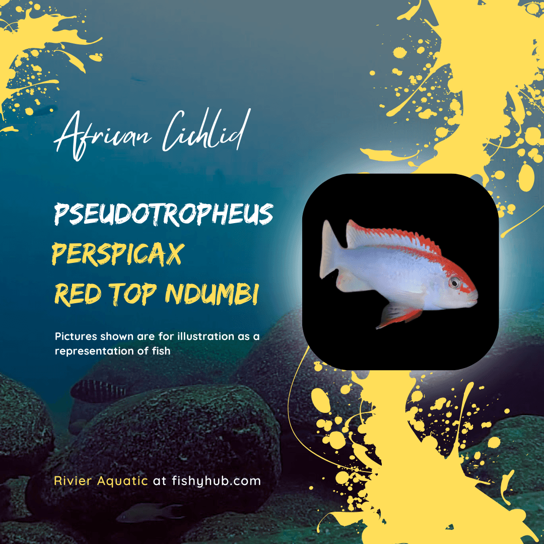 Red Top Ndumbi Cichlid (Pseudotropheus sp. Perspicax)