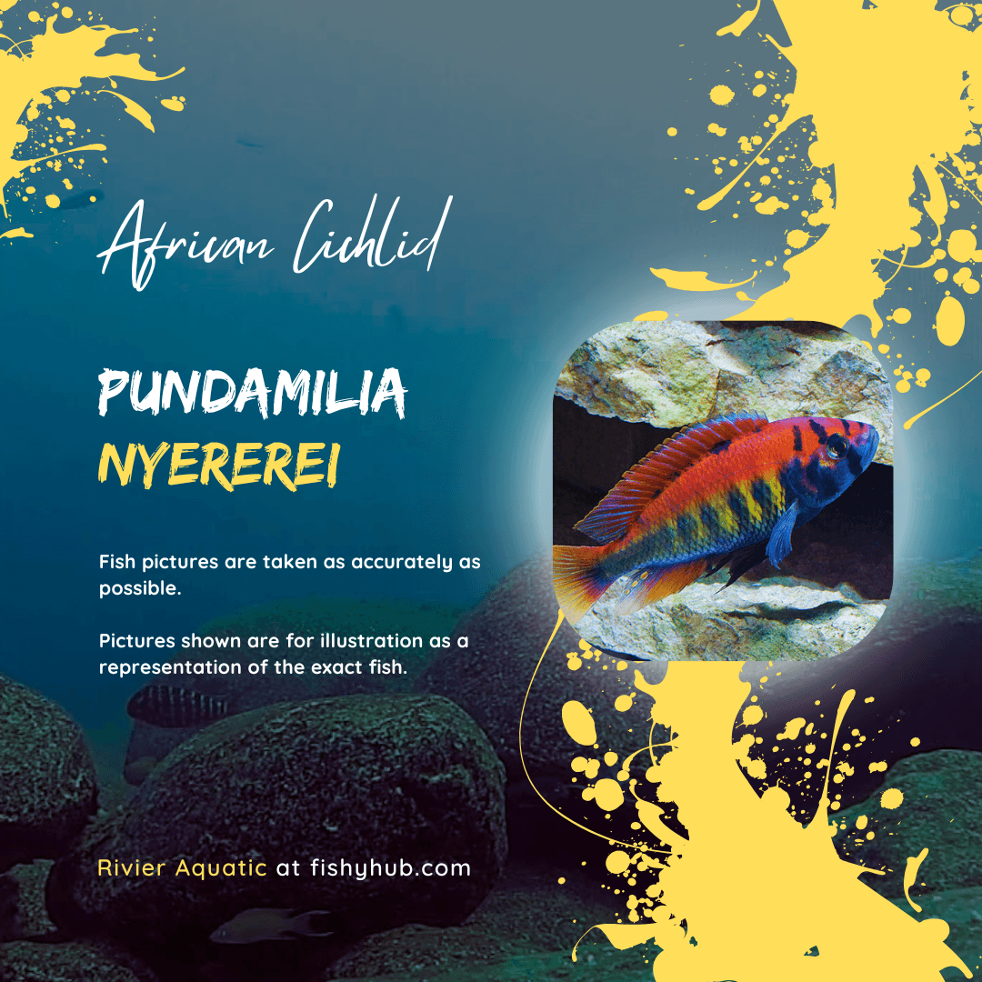 Flameback Cichlid (Pundamilia Nyererei)