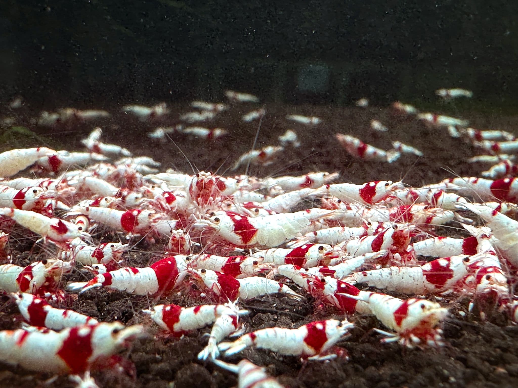 Pure Red Line Crystal Shrimp