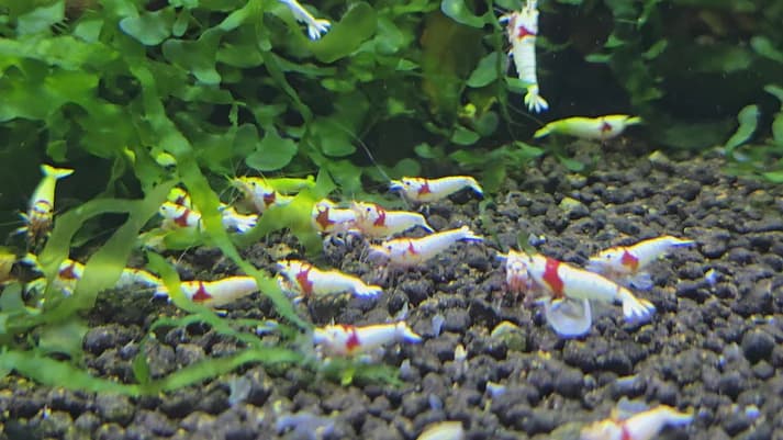 Pure red line mosura 1cm