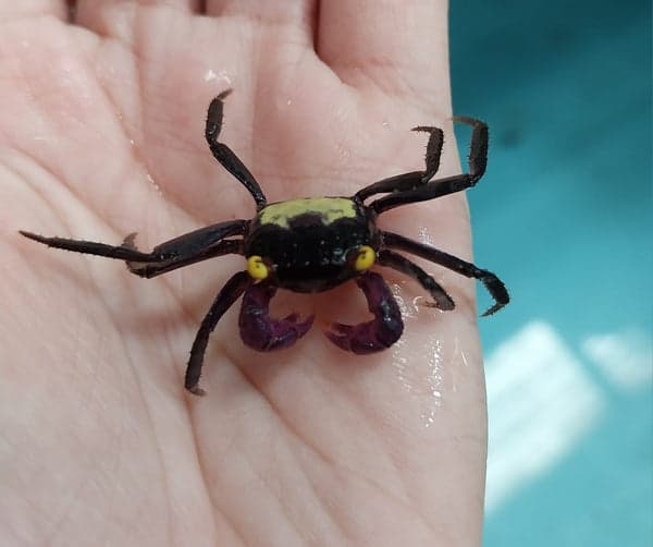 Purple Leg Vampire Crab 2cm x5pcs