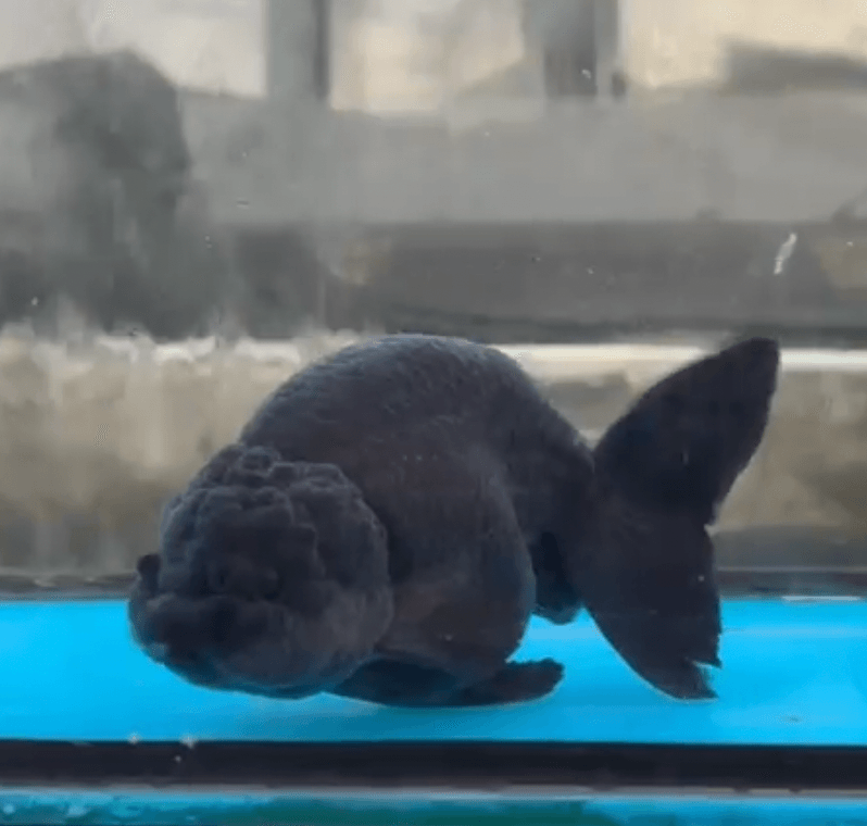 RANCHU BLACK