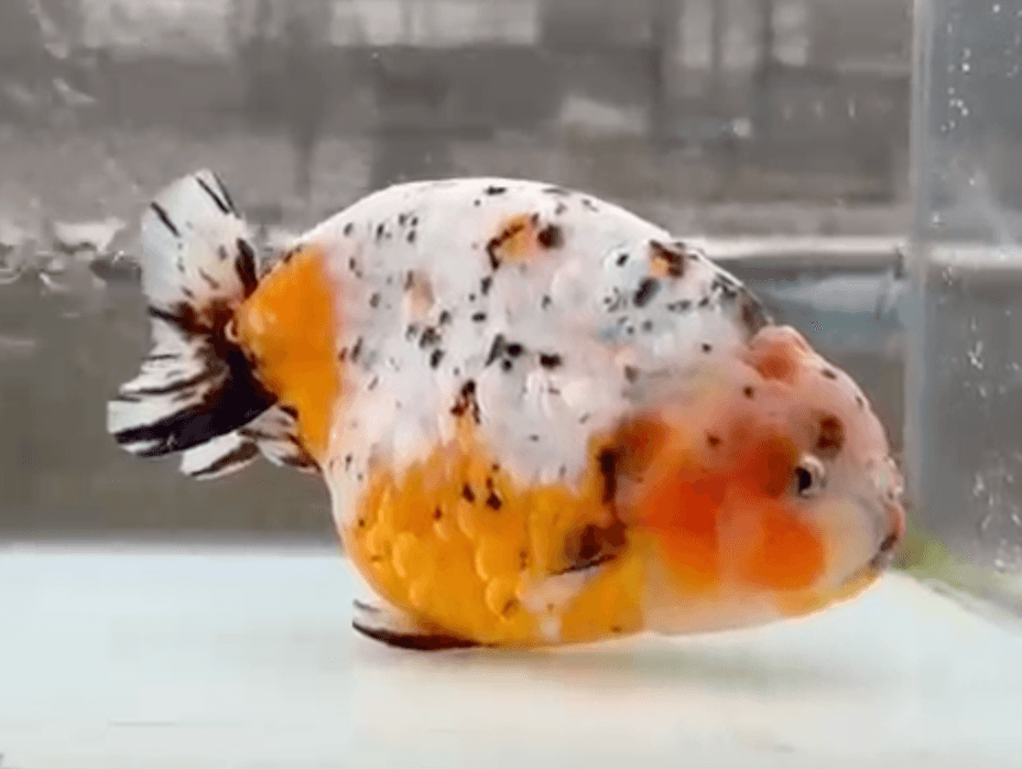 RANCHU CALICOW