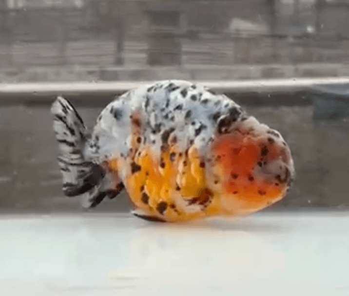 RANCHU CALICOW
