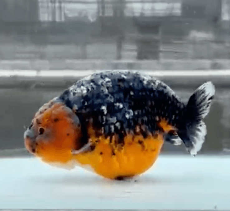 RANCHU KIRIN