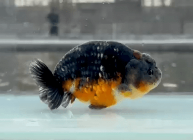 RANCHU KIRIN