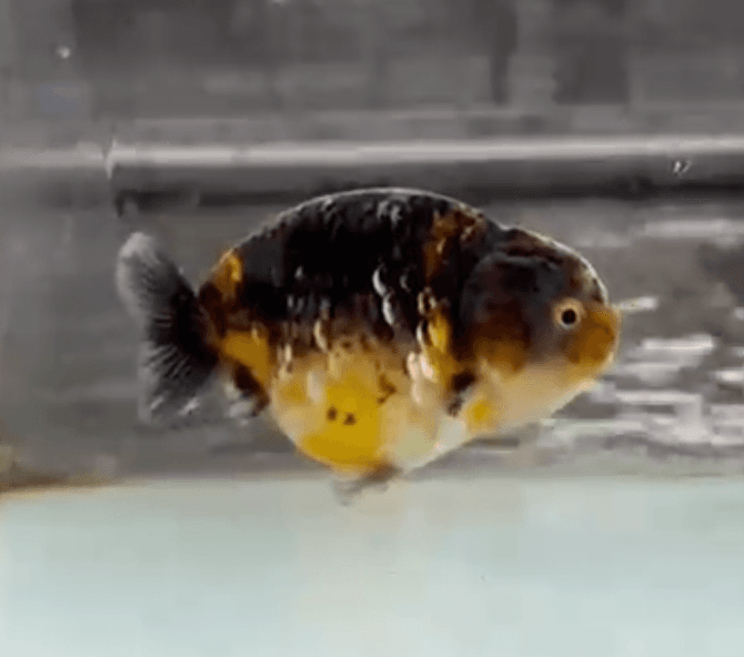 RANCHU KIRIN BLUEBASE