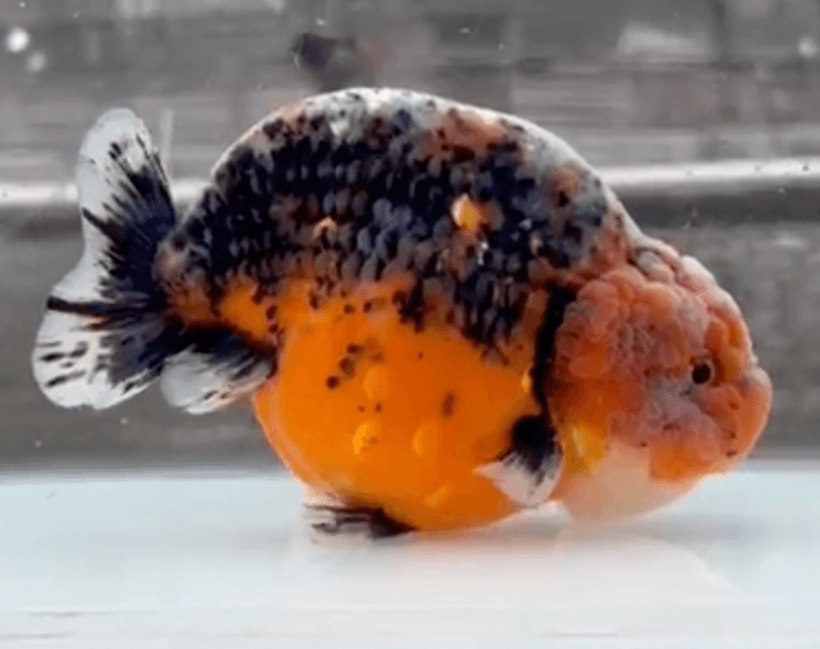 RANCHU KIRIN