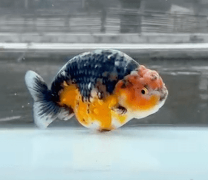 RANCHU KIRIN