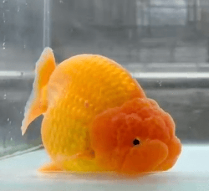 RANCHU PONYO RED