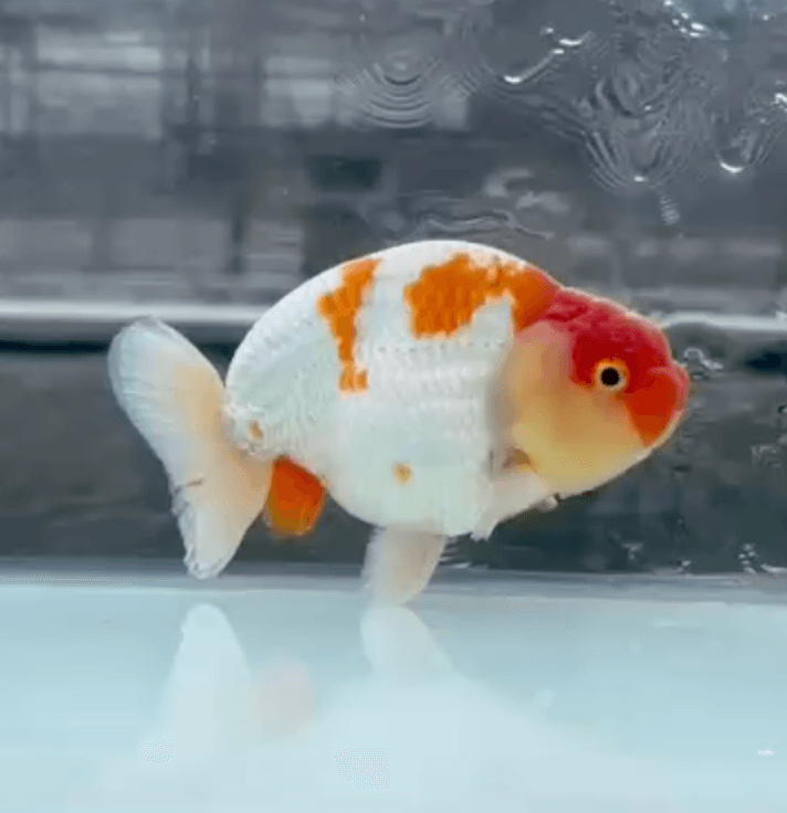 RANCHU REDWHITE