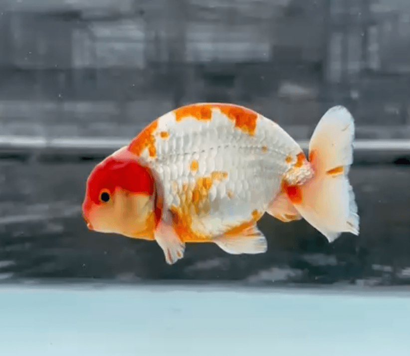 RANCHU REDWHIT
