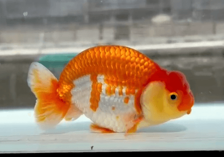 RANCHU REDWHITE