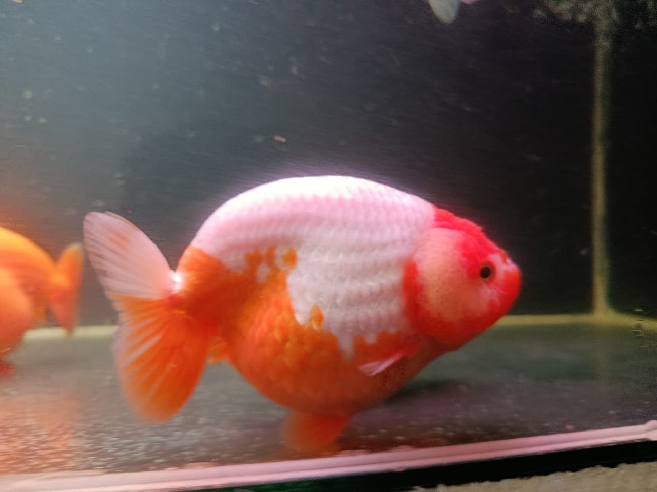 RANCHU REDWHITE