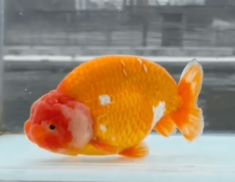 RANCHU REDWHITE