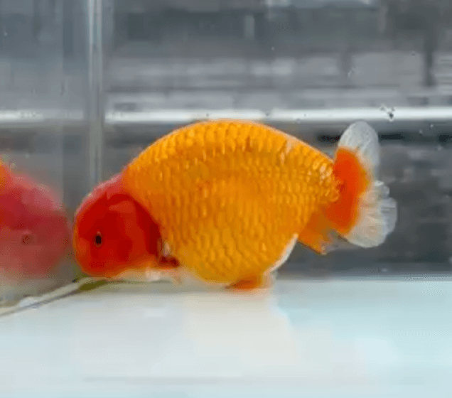 RANCHU REDWHITE