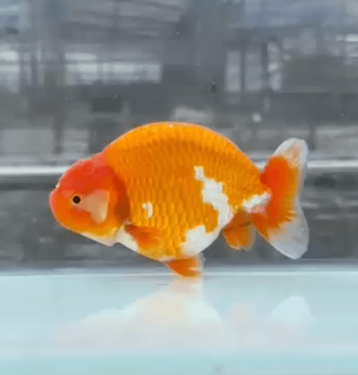 RANCHU REDWHITE