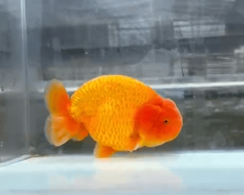 RANCHU SUPER RED
