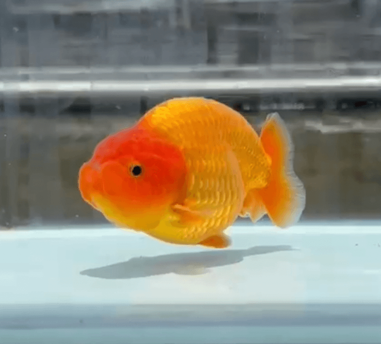 RANCHU SYUPER RED