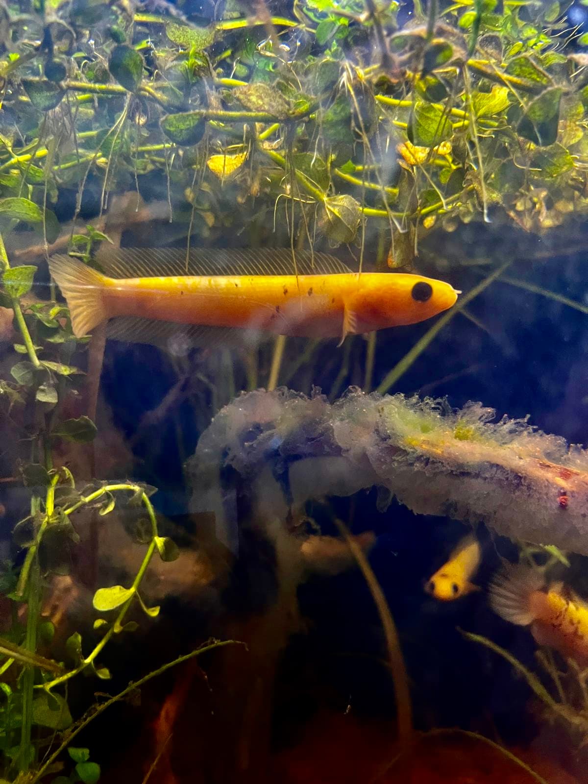 RARE ITEM Channa Asiatica Golden & Calico