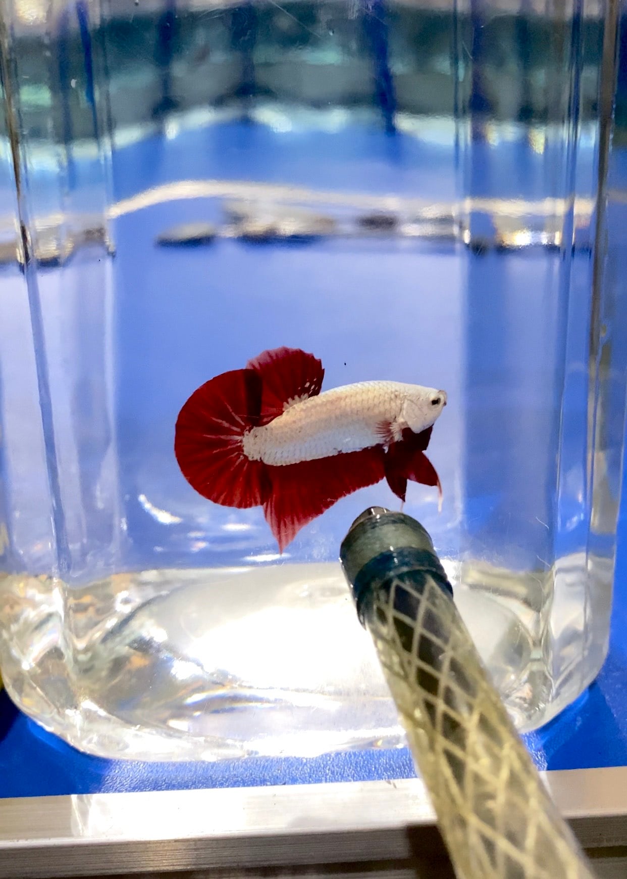 RED DRAGON HMPK MALE - REGULAR