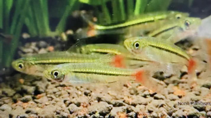 Rasbora borapetensis 1-1.5cm