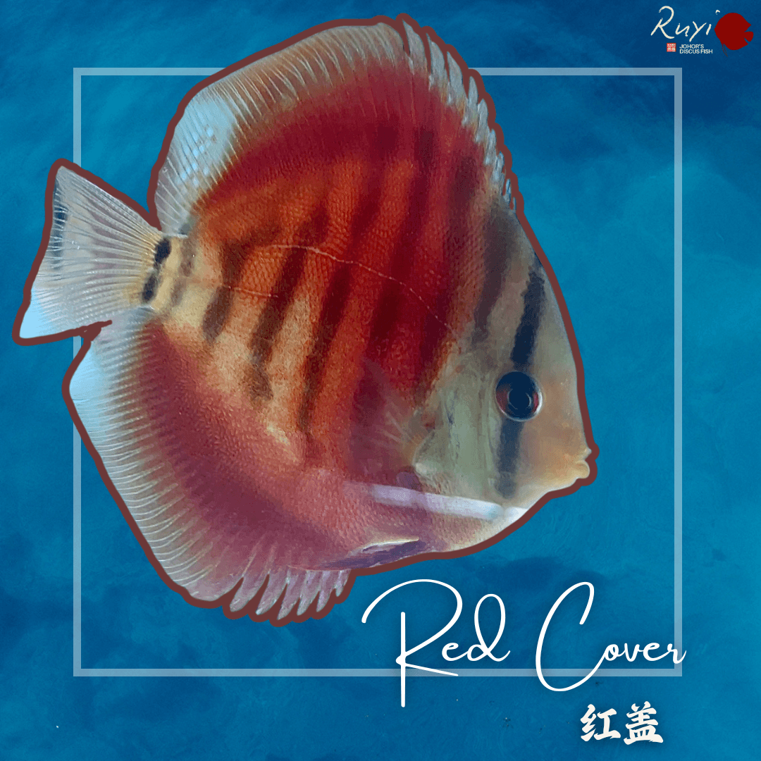 Red Cover 红盖 Discus