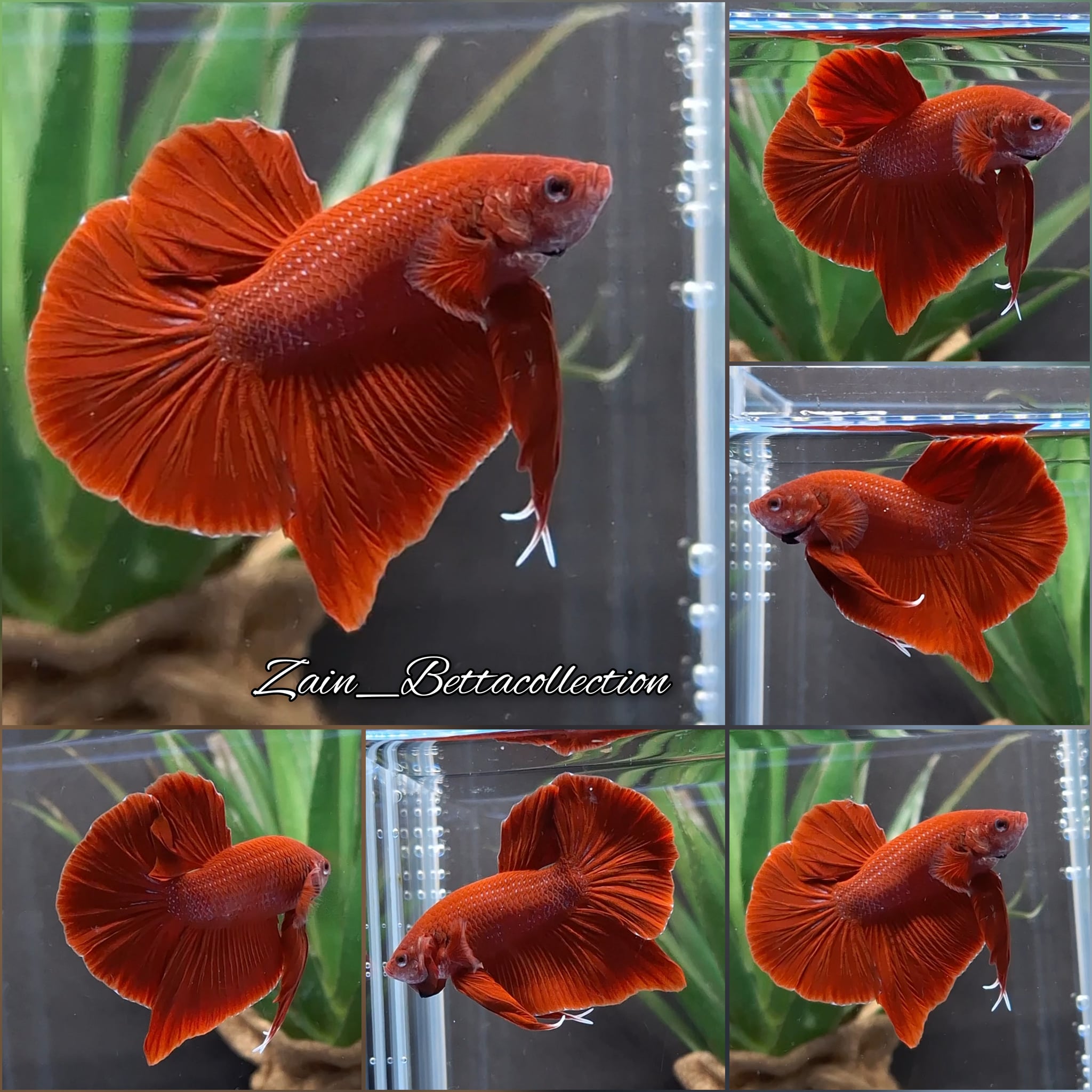 Red HMPK Betta Fish