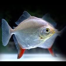 Red Hook Myleus Silver Dollar