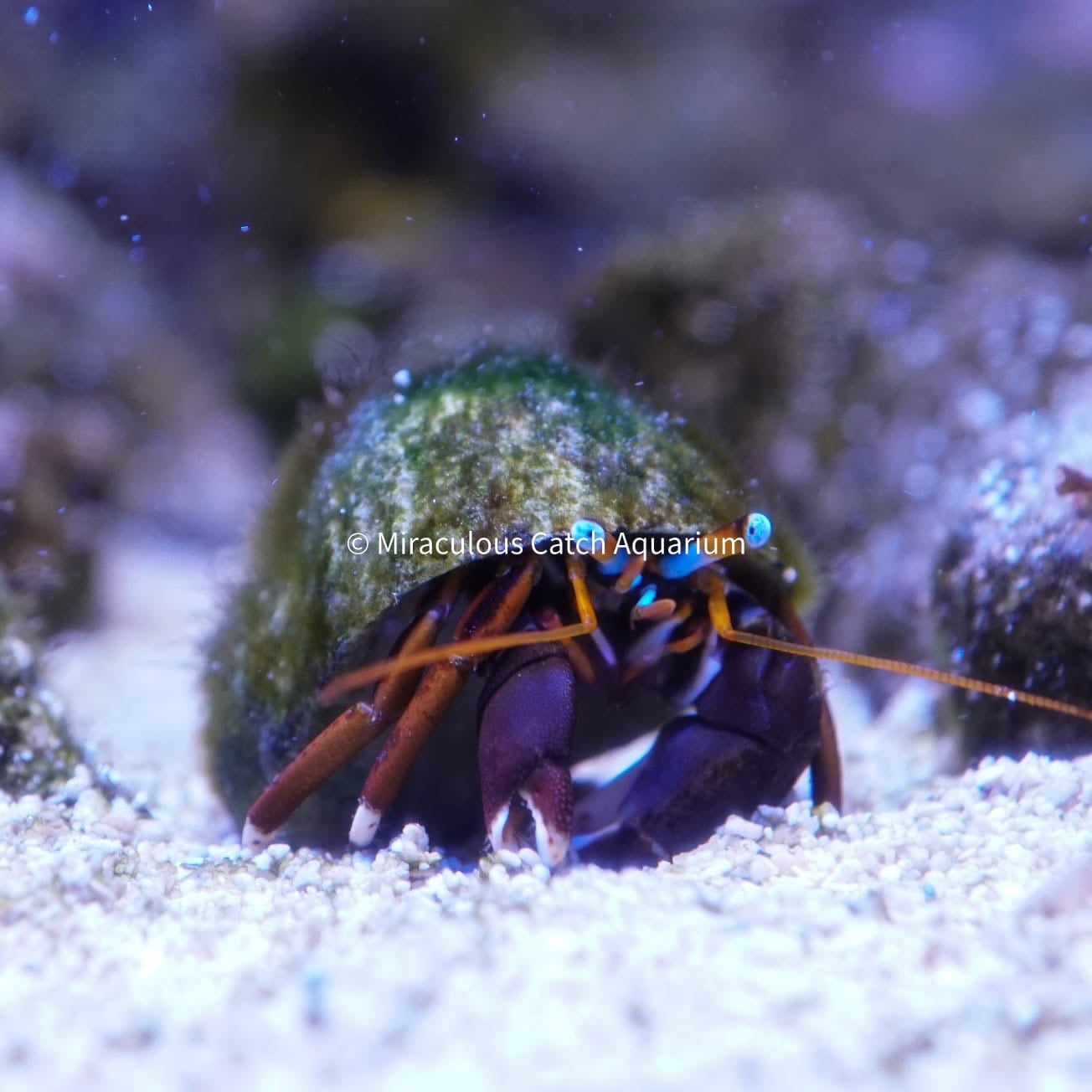 Red Legged Hermit Crab