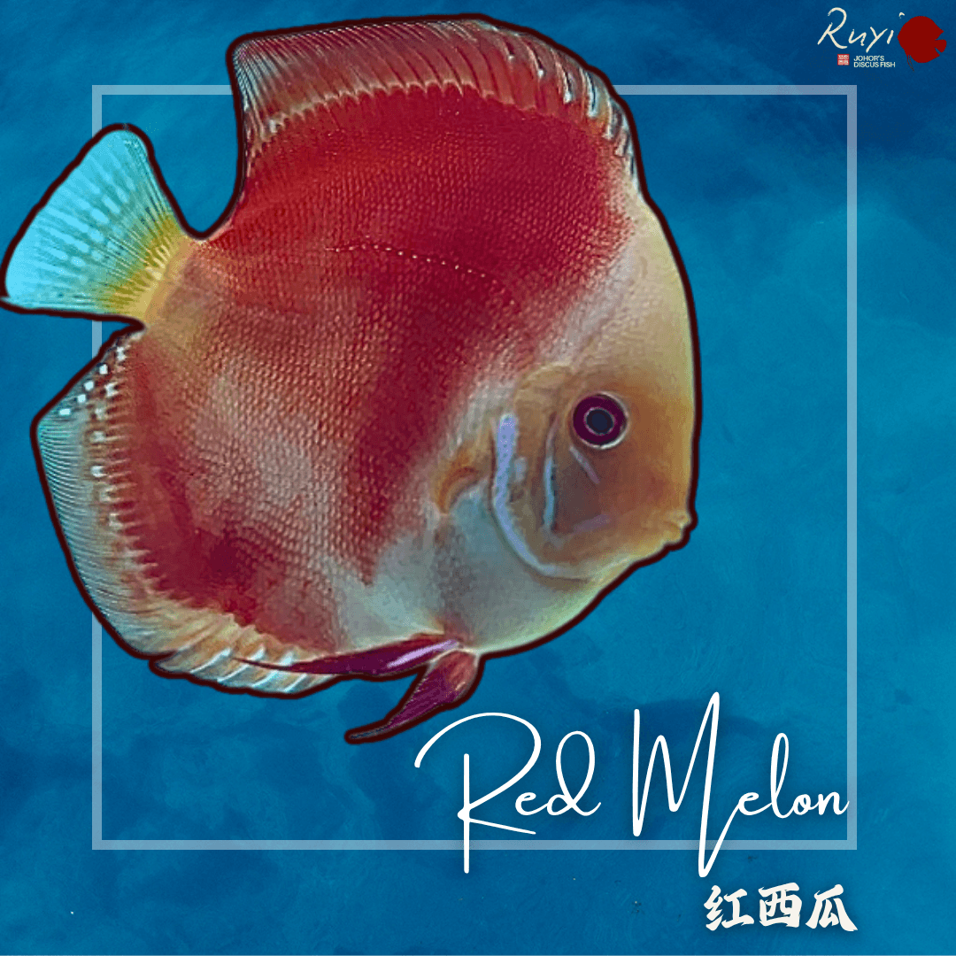 Red Melon 西瓜红 Discus