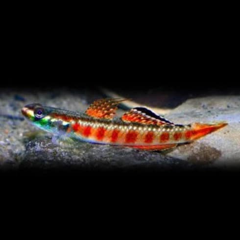 Red Neon Goby 4cm